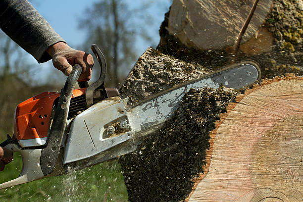 Tree and Shrub Care in South San Gabriel, CA